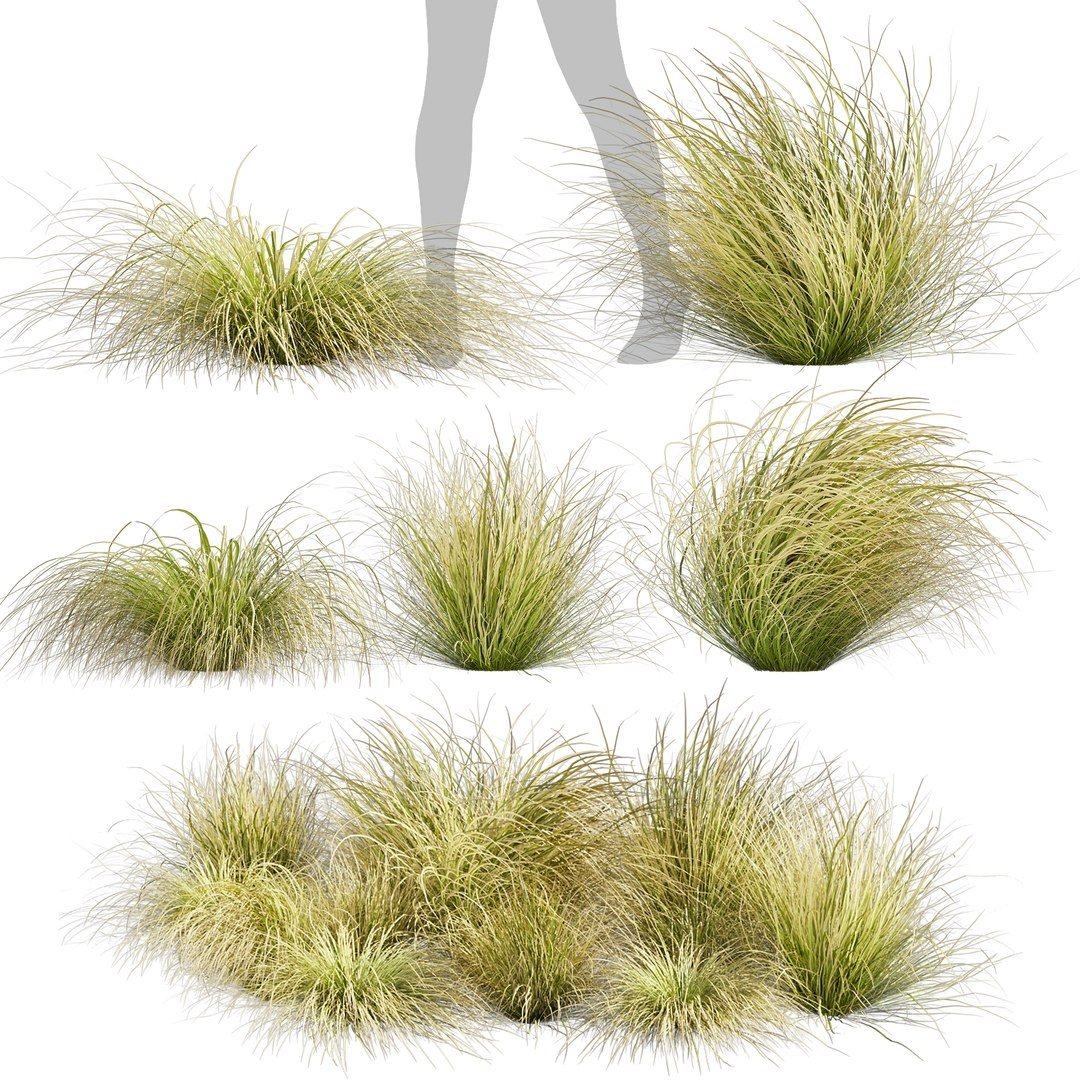 Collection Plant Vol 561 - Carex - Comans - Grass 3D Model - TurboSquid ...