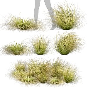 Collection plant vol 561 - Carex - Comans - grass 3D model