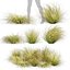 Plante de collection vol 561 - Carex - Comans - herbe