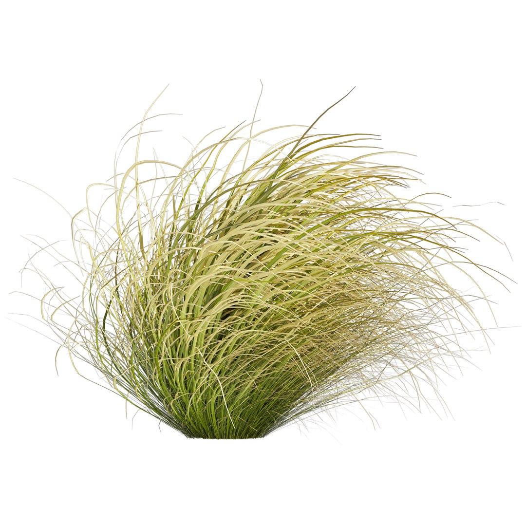 Collection plant vol 561 - Carex - Comans - grass 3D model https://p.turbosquid.com/ts-thumb/zJ/PoQtG5/Zt/3/jpg/1706349882/1920x1080/fit_q87/62e421fa4fe14016d6d5eb41b3b2437f30ad7495/3.jpg