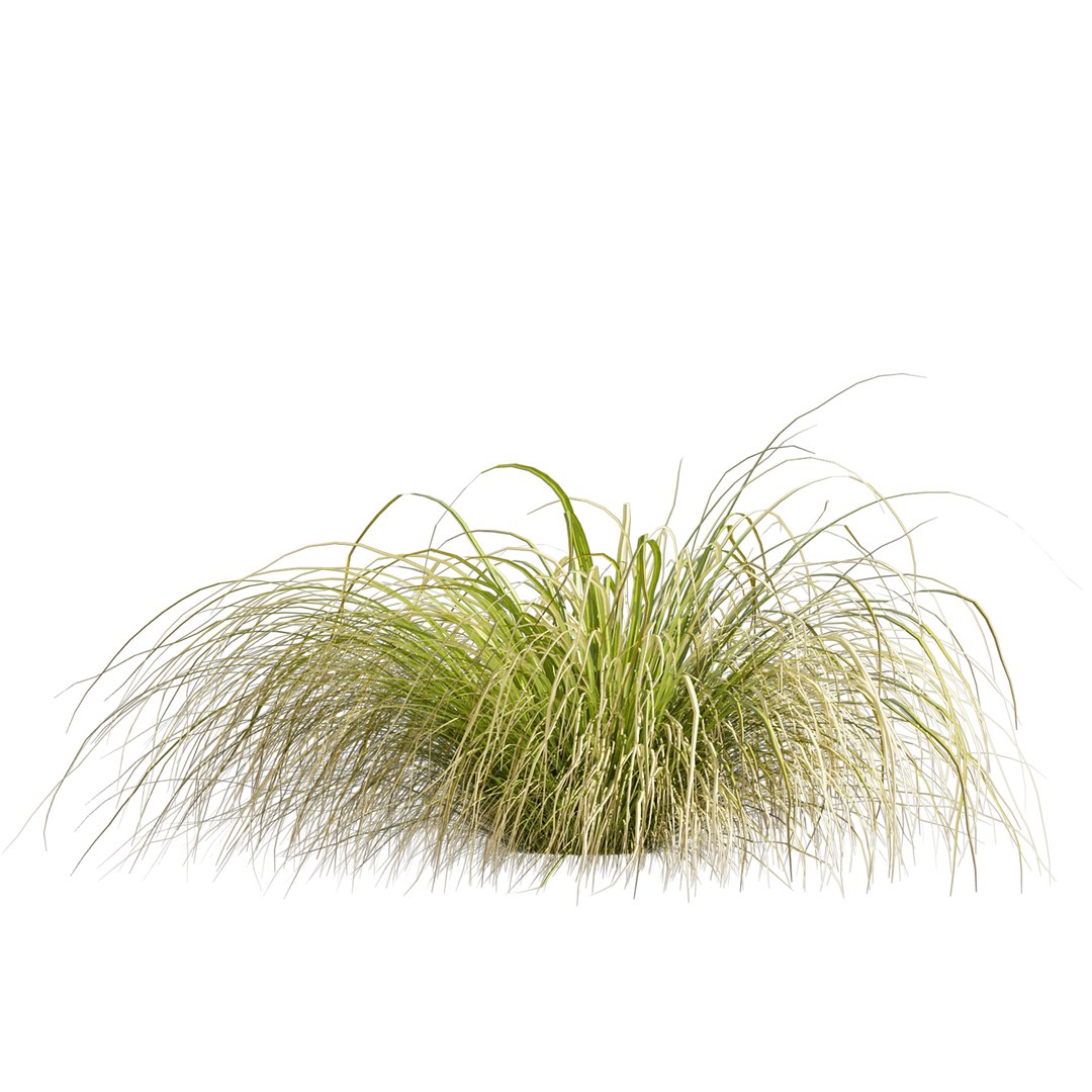Collection plant vol 561 - Carex - Comans - grass 3D model https://p.turbosquid.com/ts-thumb/zJ/PoQtG5/w7/5/jpg/1706349882/1920x1080/fit_q87/2a9cf370f978ec2472cddb516523576b468ad286/5.jpg