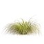 Plante de collection vol 561 - Carex - Comans - herbe