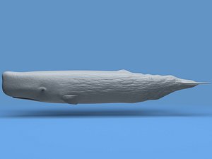 3d sperm whale model