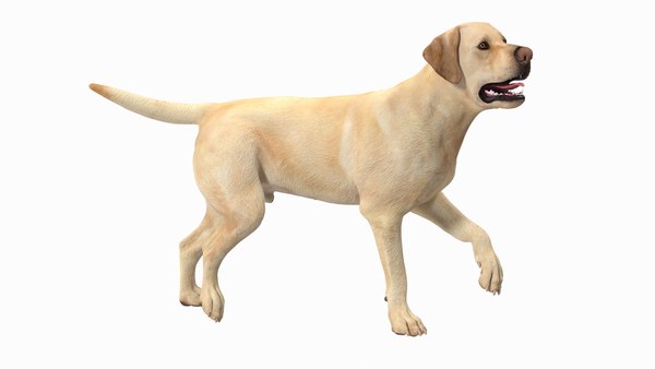 turnering mareridt nedsænket Labrador Hund White Walking 3D-Modell - TurboSquid 1824347