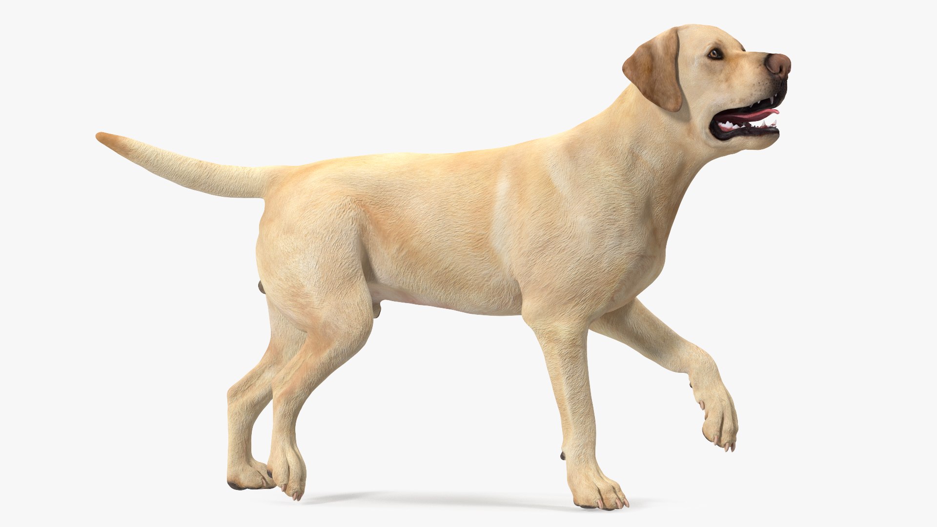 Old Man with Guide Dog Collection 3D model preview