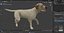 Labrador Dog White Walking