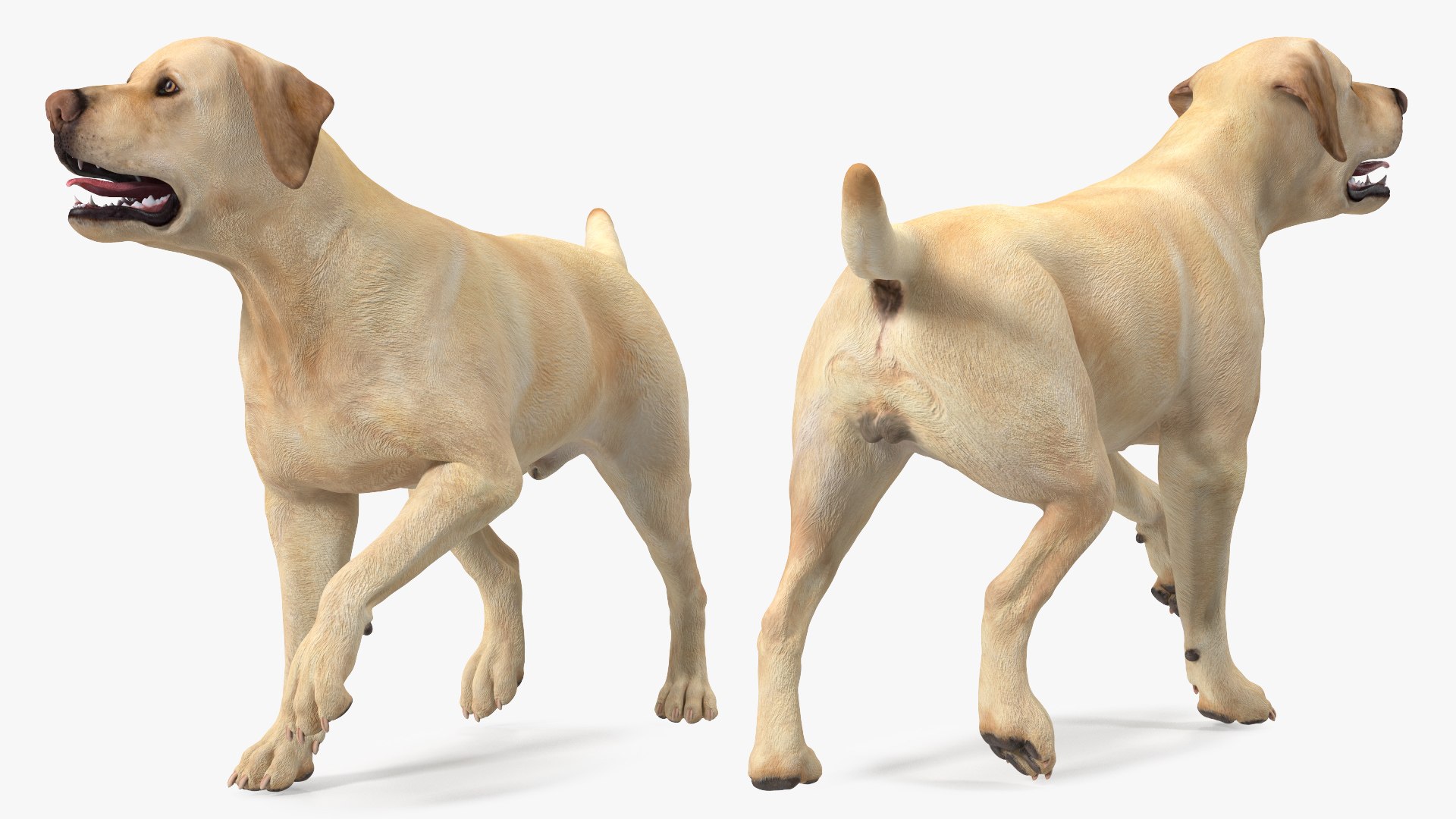 Labrador Dog White Walking 3D model - TurboSquid 1824347