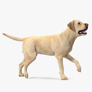 Labrador Dog White Walking 3D model