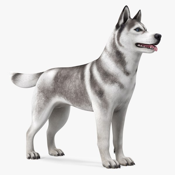 siberianhuskygrayandwhitecoatvray3dmodel000.jpg