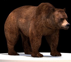 grizzly bear 3D model