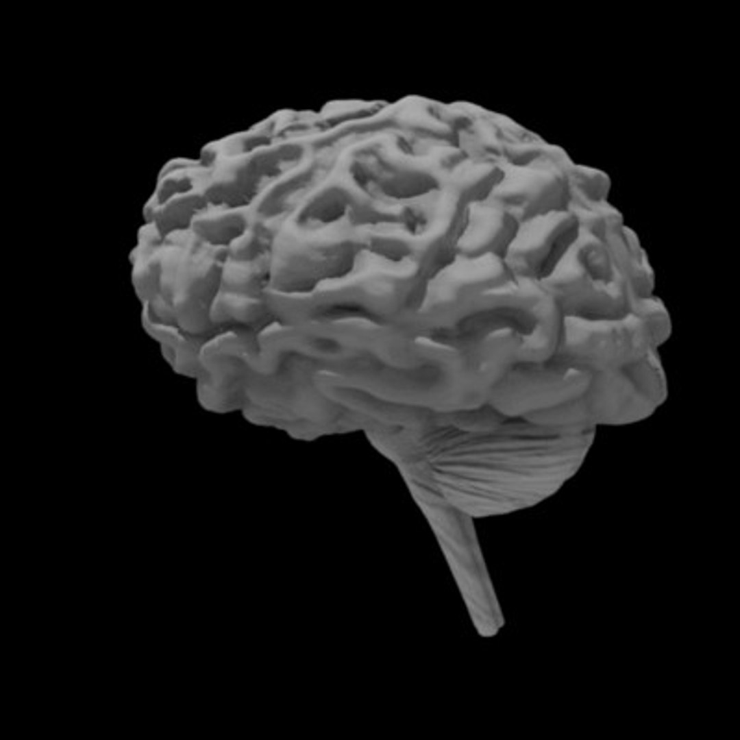 3d Model Human Brain