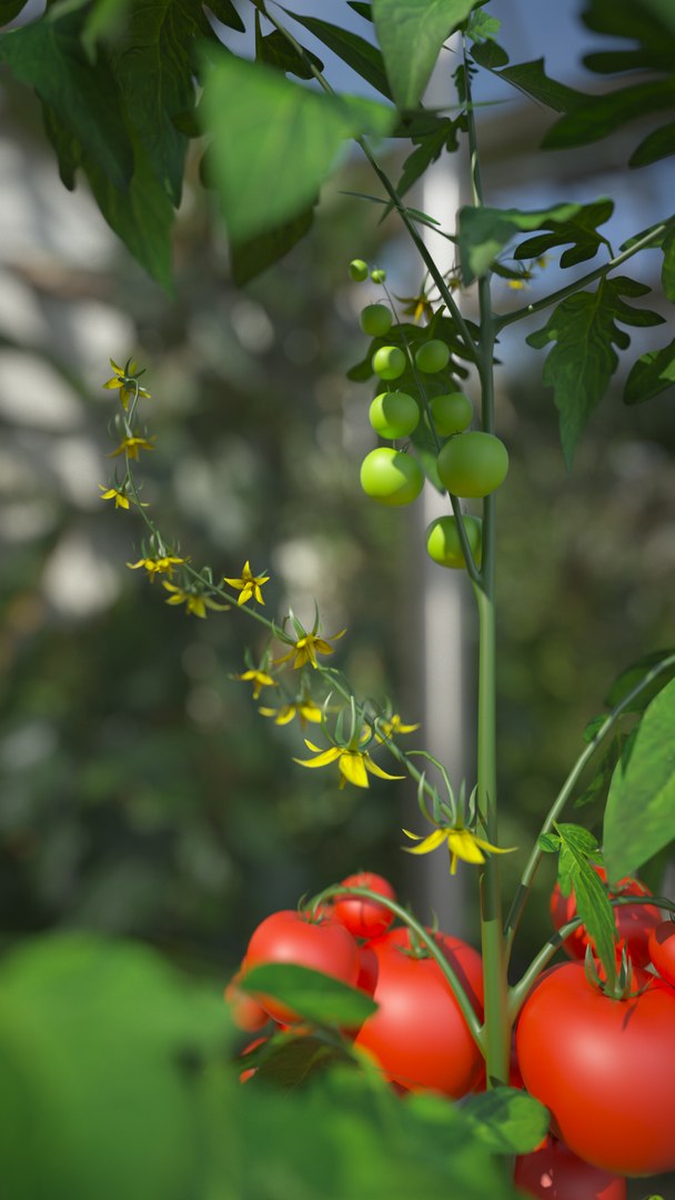 3D tomato leaf botanic https://p.turbosquid.com/ts-thumb/zJ/zwb1bk/Bj6gqaET/tomato_004/png/1549284227/1920x1080/fit_q87/72804a4883dfe85ea154fffe923175c66847bd4b/tomato_004.jpg