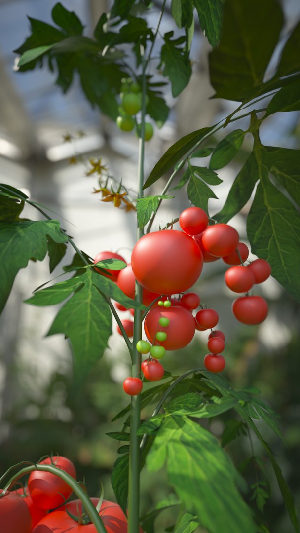 3D tomato leaf botanic https://p.turbosquid.com/ts-thumb/zJ/zwb1bk/XKEnHkRN/tomato_003/png/1549284227/1920x1080/fit_q87/91f75e1dc56028511835d4933a7f8d1791b78b82/tomato_003.jpg
