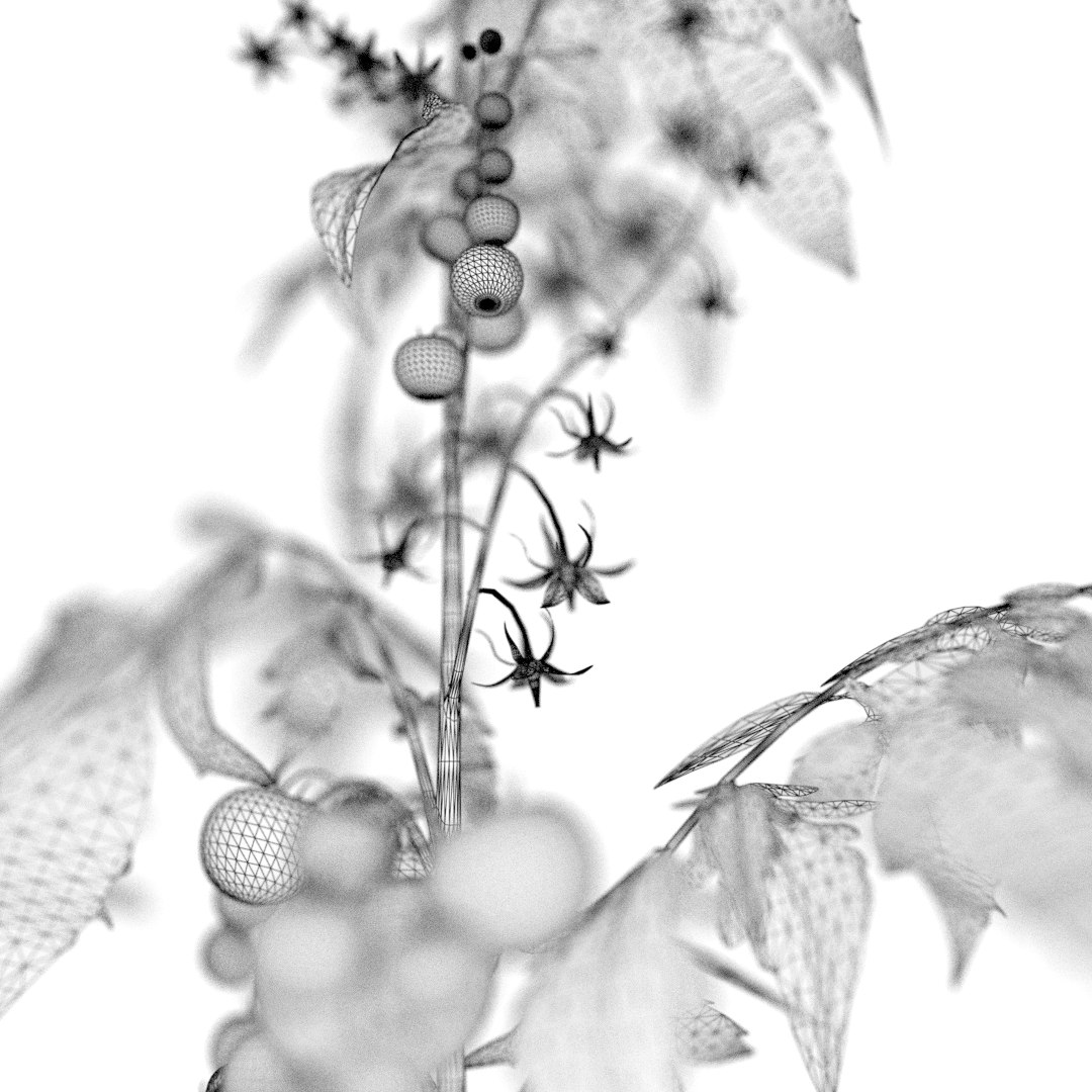 3D tomato leaf botanic https://p.turbosquid.com/ts-thumb/zJ/zwb1bk/ZHdQgHI1/002_wire_0001/png/1549284261/1920x1080/fit_q87/6980817aec791f235ea632e6fba48cb2485a7b5c/002_wire_0001.jpg