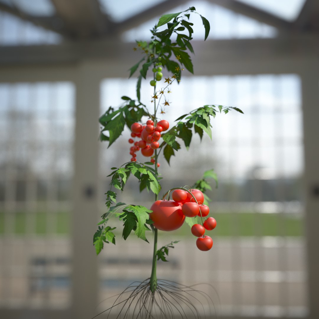 3D tomato leaf botanic https://p.turbosquid.com/ts-thumb/zJ/zwb1bk/sYSfHybh/a03_0001/png/1549284261/1920x1080/fit_q87/96659231c83e5765099433e91c911e8808df8fc0/a03_0001.jpg
