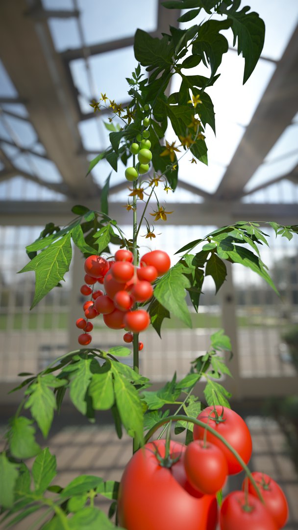 3D tomato leaf botanic https://p.turbosquid.com/ts-thumb/zJ/zwb1bk/tafYWeKT/tomato_002/png/1549284227/1920x1080/fit_q87/a7507875f72e4cfd532977ed350a42bdcedc7444/tomato_002.jpg