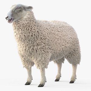 3D model adult sheep