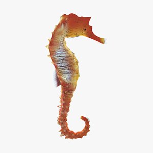 sea horse 3ds