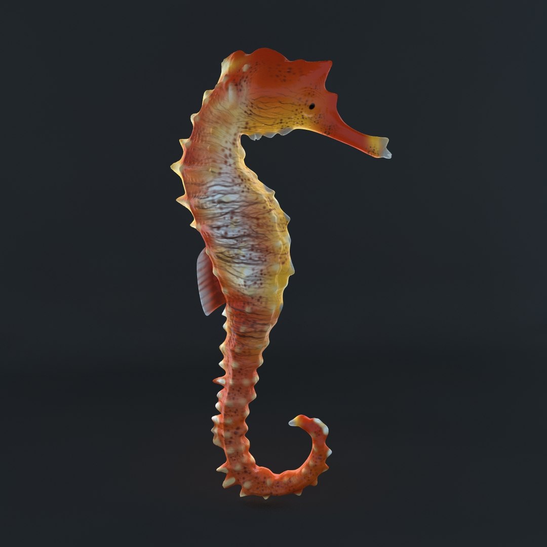 sea horse 3ds https://p.turbosquid.com/ts-thumb/zK/80KOCo/zOswTGSD/02/jpg/1332787529/1920x1080/fit_q87/a86cea631fc750e479a980cb4b74411f87fdc8b6/02.jpg