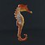 sea horse 3ds
