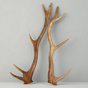 3D natural shed deer antlers