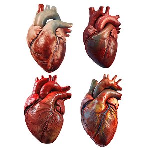 3D Human Heart Pack 4 model