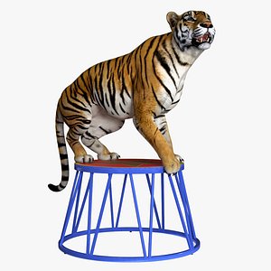 Tiger on a Circus Stand