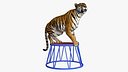 Tiger on a Circus Stand