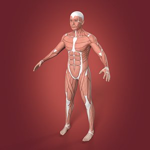 Muscle Anatomy -- Rigged Man -- With IK and FK Rig