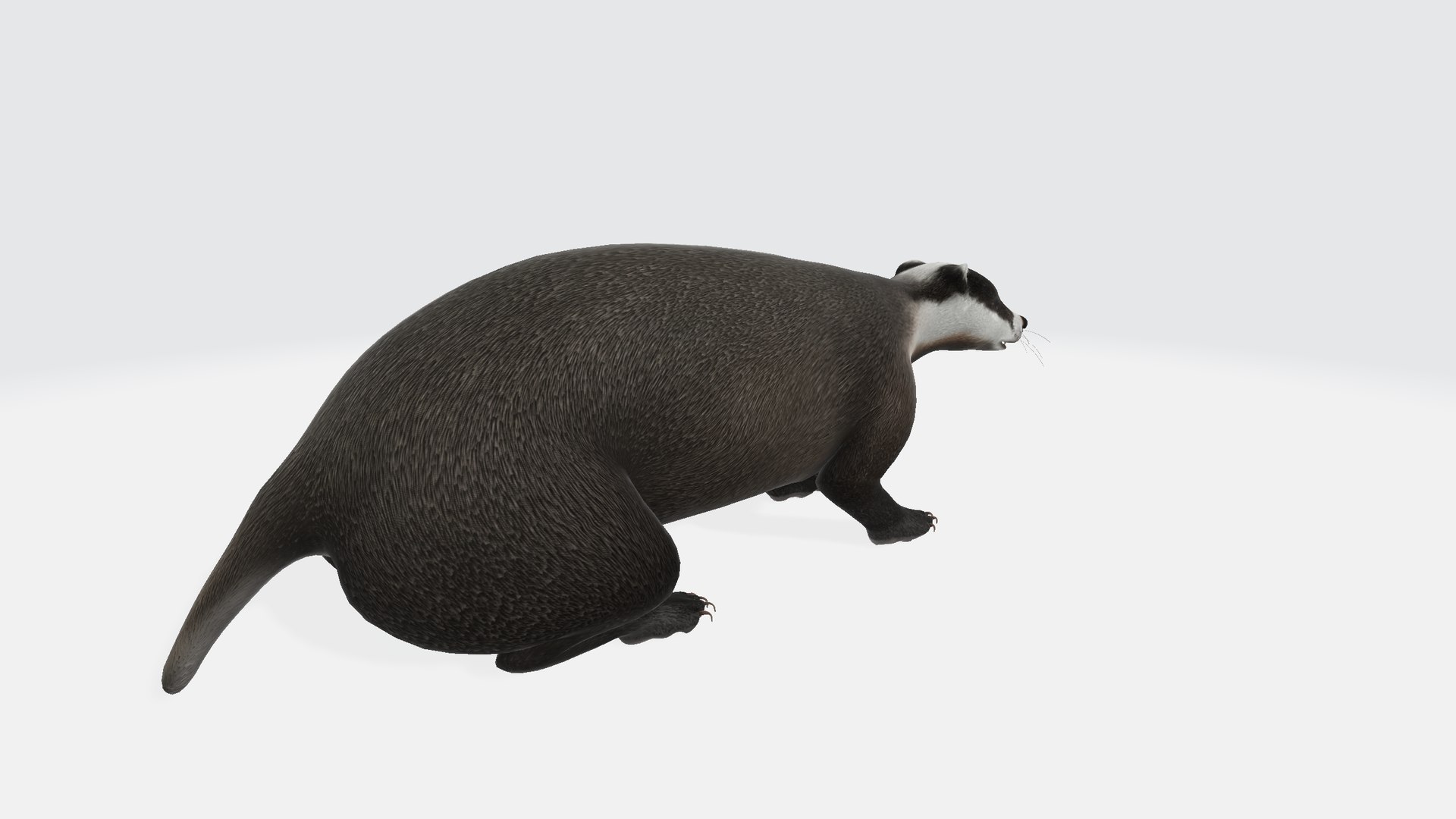 3D Badger - TurboSquid 2303134