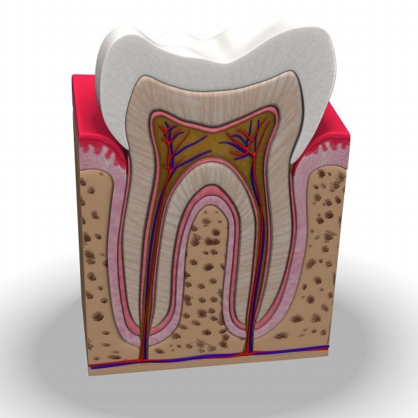 teeth anatomy 3d model