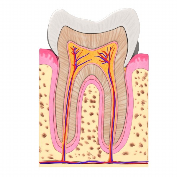 teeth anatomy 3d model