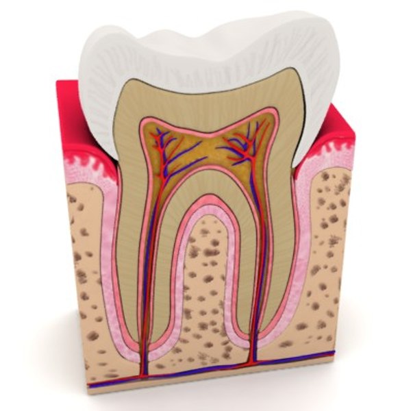 teeth anatomy 3d model