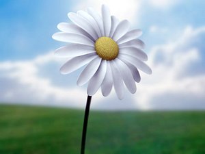 Daisy.c4d