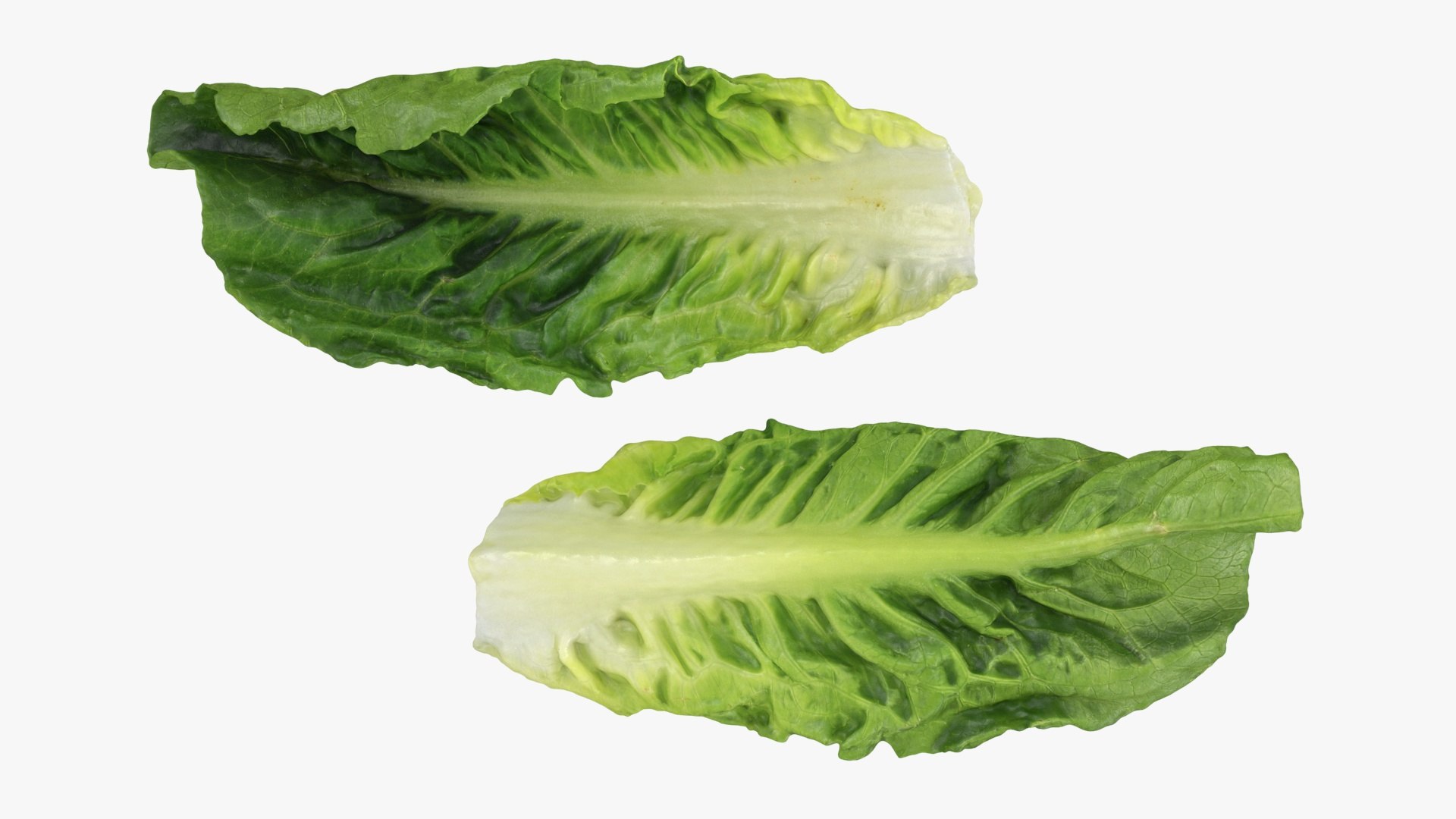 3D model Romaine Lettuce Leaf 02 https://p.turbosquid.com/ts-thumb/zL/FVqus1/0s/romainelettuceleaf2_a0002/jpg/1744914711/1920x1080/fit_q87/2fe29e46d354744372123a11c27f2e76e58be10e/romainelettuceleaf2_a0002.jpg