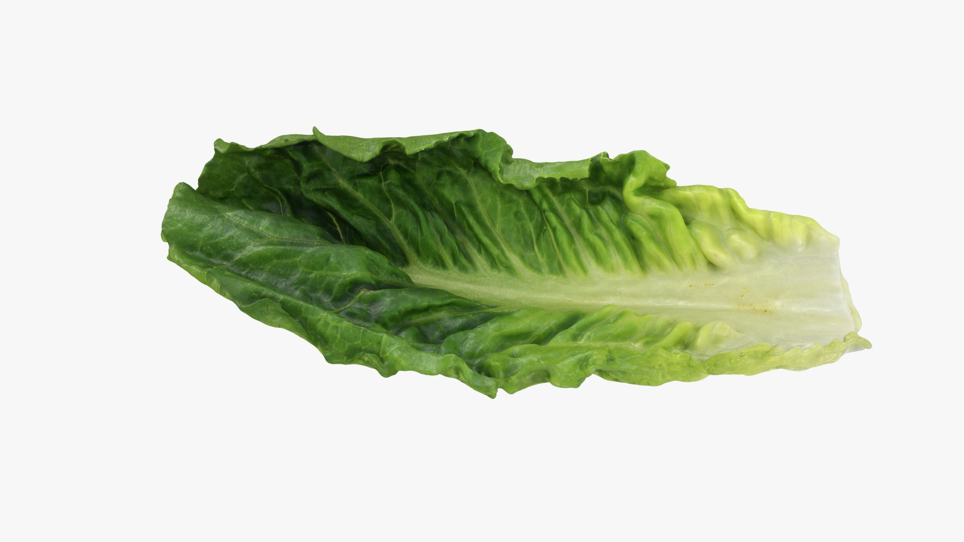 3D model Romaine Lettuce Leaf 02 https://p.turbosquid.com/ts-thumb/zL/FVqus1/3X/romainelettuceleaf2/jpg/1744914124/1920x1080/turn_fit_q99/ecca754bdc9a7c7bfd95271a75e893d6f8bfbf41/romainelettuceleaf2-1.jpg
