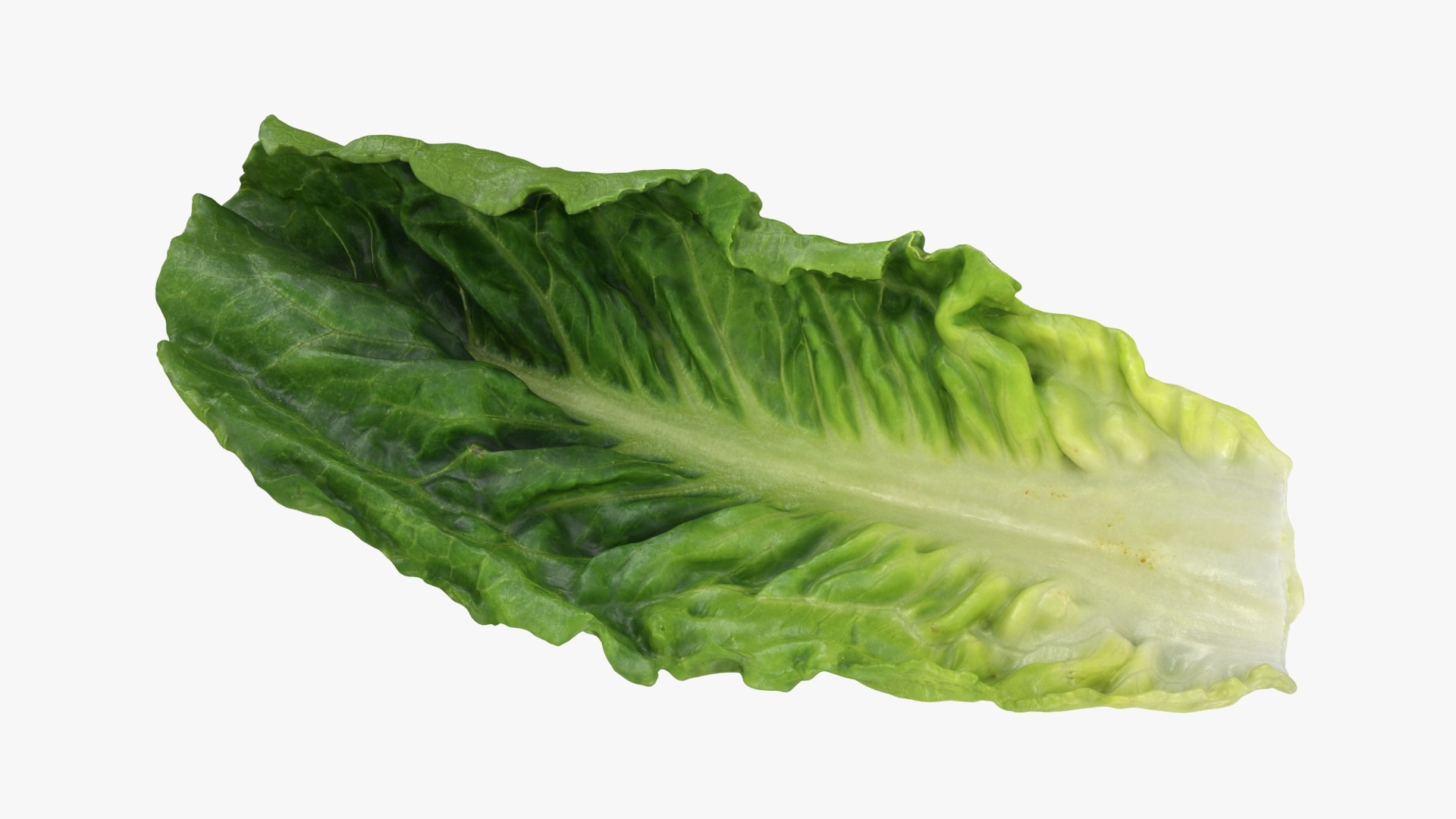 3D model Romaine Lettuce Leaf 02 https://p.turbosquid.com/ts-thumb/zL/FVqus1/GF/romainelettuceleaf2_b0004/jpg/1744914714/1920x1080/fit_q87/673d2526cc2ed236adbc43f6a213cf27756babb9/romainelettuceleaf2_b0004.jpg