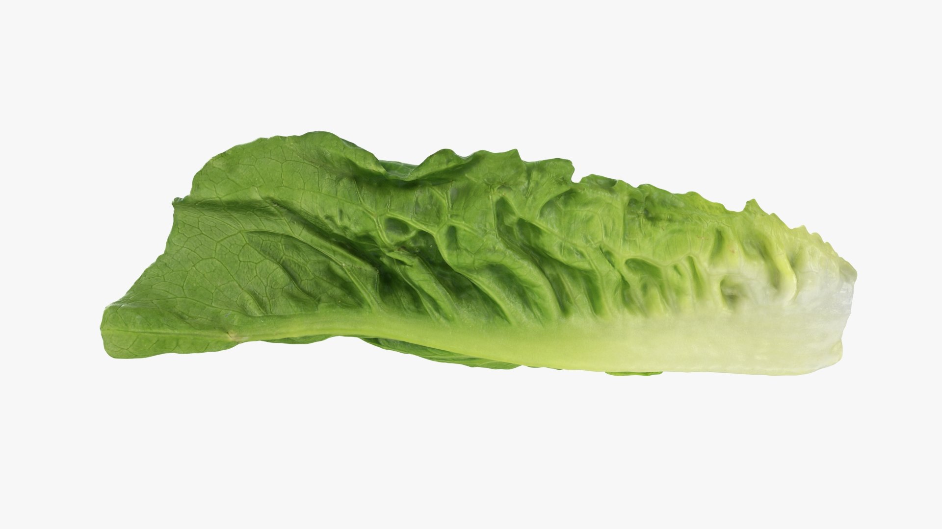 3D model Romaine Lettuce Leaf 02 https://p.turbosquid.com/ts-thumb/zL/FVqus1/Hc/romainelettuceleaf2_b0006/jpg/1744914715/1920x1080/fit_q87/a1de14f21da4554c0566124fe136cb818c729e1d/romainelettuceleaf2_b0006.jpg