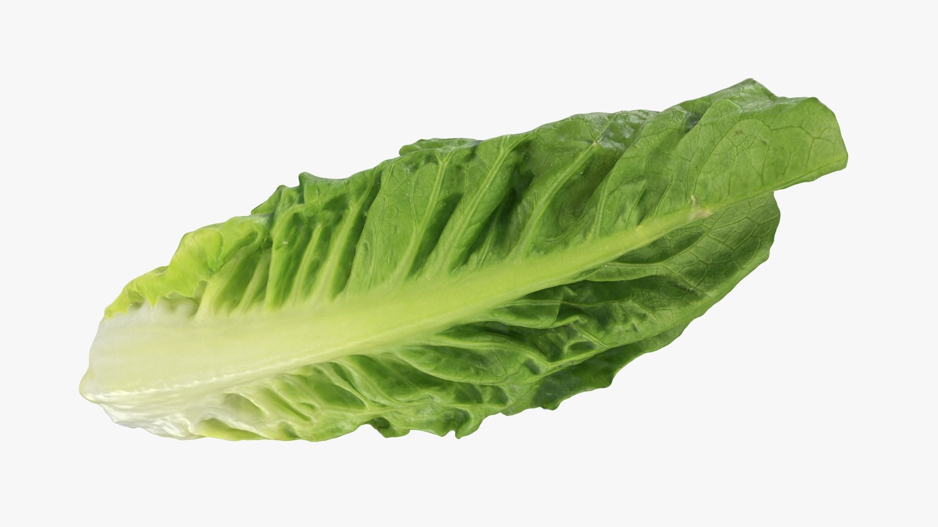 3D model Romaine Lettuce Leaf 02 https://p.turbosquid.com/ts-thumb/zL/FVqus1/I2/romainelettuceleaf2_b0008/jpg/1744914714/1920x1080/fit_q87/206d316c94f5d4bfd3ddecd378064abbc61cc486/romainelettuceleaf2_b0008.jpg