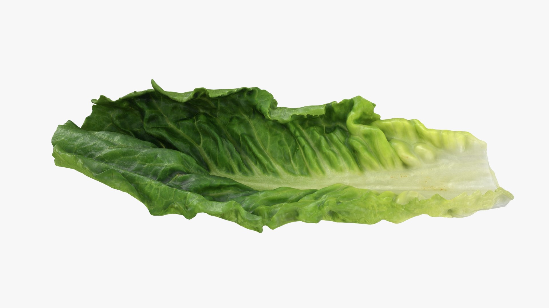 3D model Romaine Lettuce Leaf 02 https://p.turbosquid.com/ts-thumb/zL/FVqus1/ME/romainelettuceleaf2_b0022/jpg/1744914720/1920x1080/fit_q87/a87a1e5f3d83bab1d7b5613a84174b44d0638894/romainelettuceleaf2_b0022.jpg