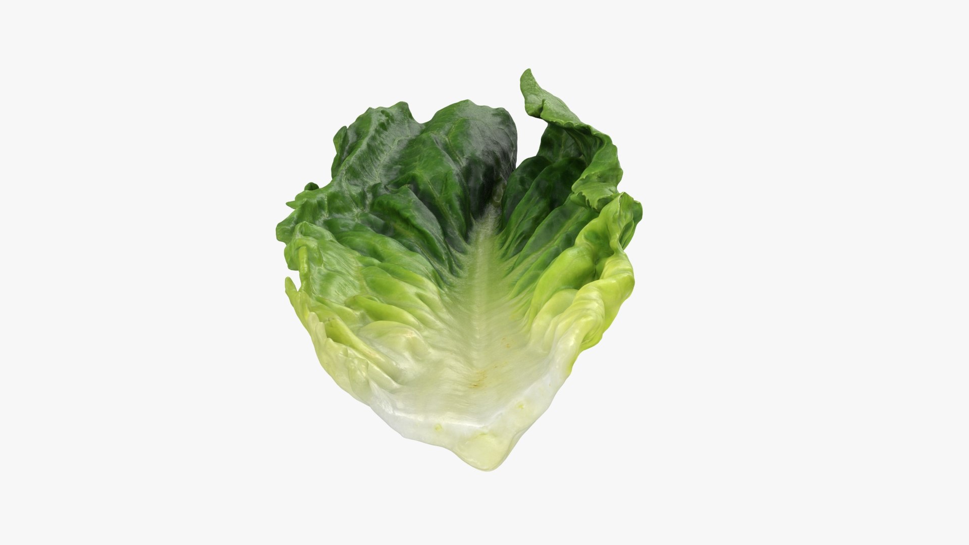 3D model Romaine Lettuce Leaf 02 https://p.turbosquid.com/ts-thumb/zL/FVqus1/ND/romainelettuceleaf2_b0010/jpg/1744914715/1920x1080/fit_q87/be87d19ff0fe5837e5d1d6acea1e31426fae893a/romainelettuceleaf2_b0010.jpg
