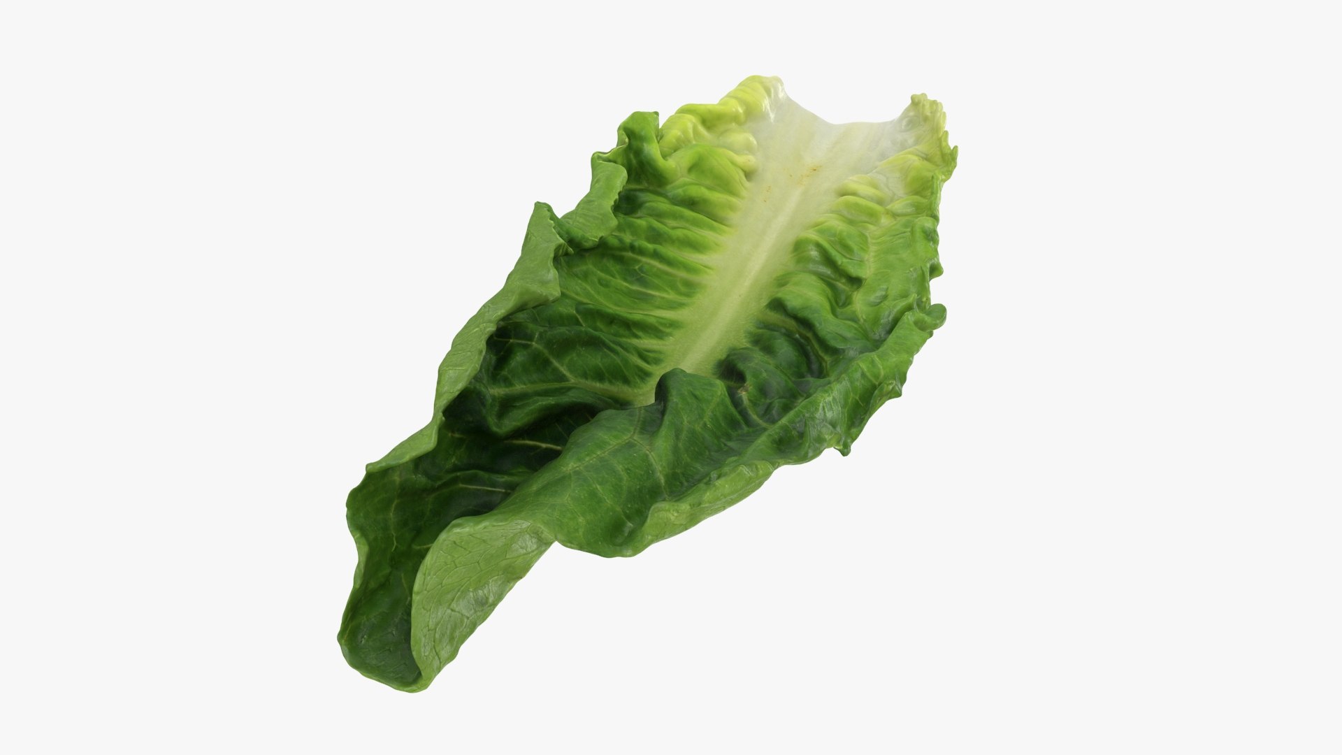 3D model Romaine Lettuce Leaf 02 https://p.turbosquid.com/ts-thumb/zL/FVqus1/UT/romainelettuceleaf2_b0020/jpg/1744914719/1920x1080/fit_q87/66544b26c8effe41b82d99f2ac0463300d756b0e/romainelettuceleaf2_b0020.jpg