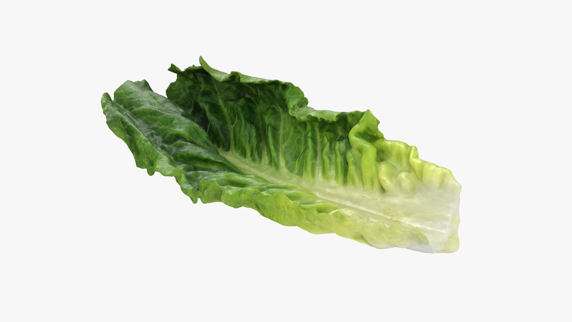 3D model Romaine Lettuce Leaf 02 https://p.turbosquid.com/ts-thumb/zL/FVqus1/aR/romainelettuceleaf2_b0016/jpg/1744914718/1920x1080/fit_q87/90bbadf38f8a7145aea2eaa930aae6f13f2221fd/romainelettuceleaf2_b0016.jpg