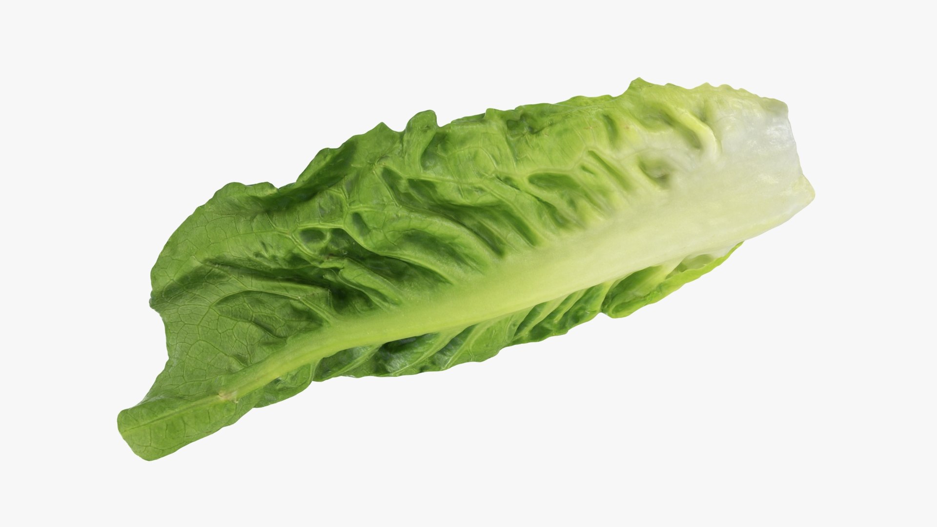 3D model Romaine Lettuce Leaf 02 https://p.turbosquid.com/ts-thumb/zL/FVqus1/fp/romainelettuceleaf2_b0018/jpg/1744914719/1920x1080/fit_q87/a376280923952db97cae5cf9ab00aaf476cb8058/romainelettuceleaf2_b0018.jpg