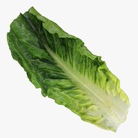 Romaine Lettuce Leaf 02