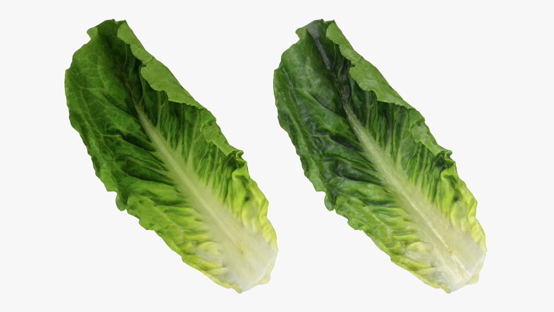 3D model Romaine Lettuce Leaf 02 https://p.turbosquid.com/ts-thumb/zL/FVqus1/jK/romainelettuceleaf2_a0003/jpg/1744914713/1920x1080/fit_q87/62b618aab36d9c9ac574e313968a6d508d49aa95/romainelettuceleaf2_a0003.jpg