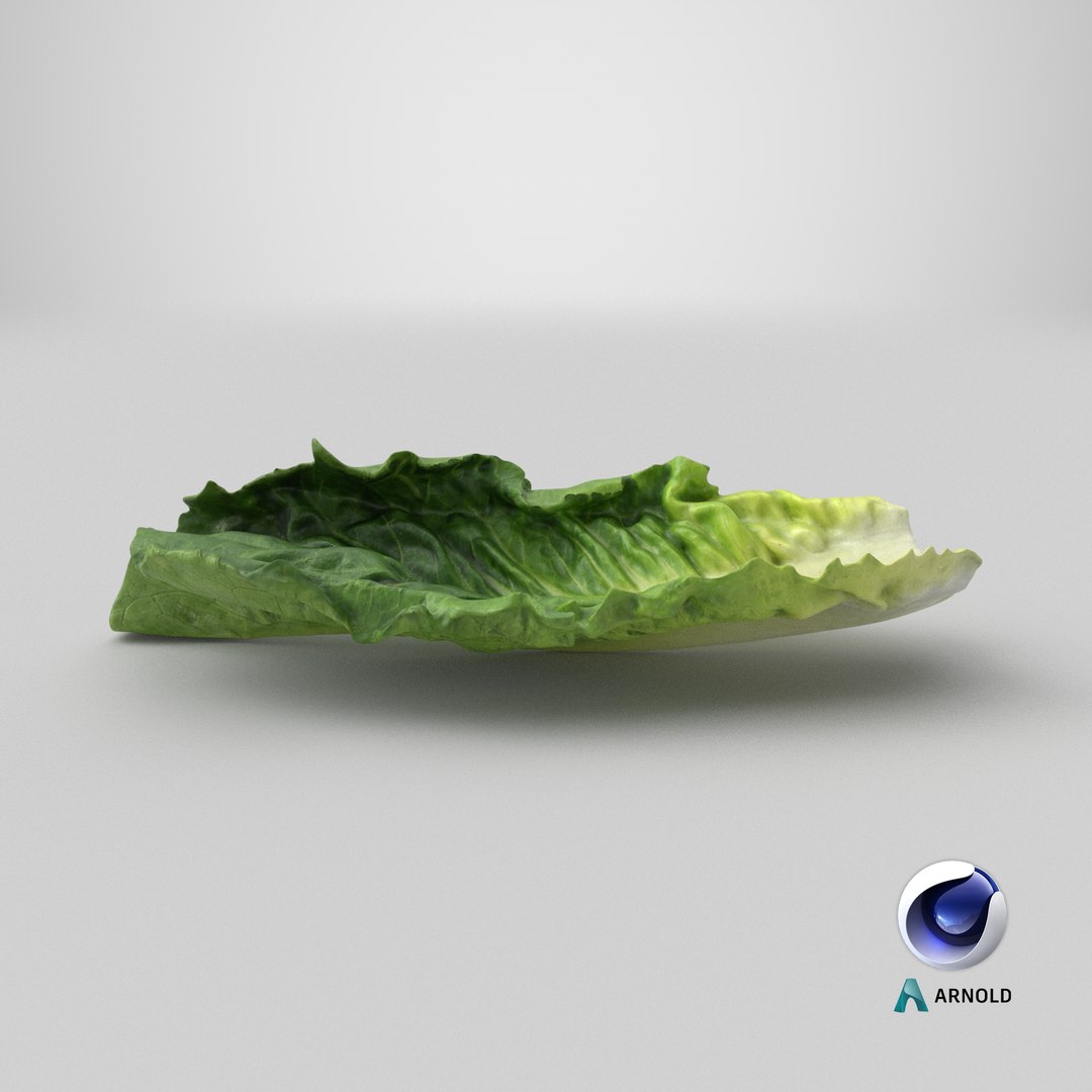 3D model Romaine Lettuce Leaf 02 https://p.turbosquid.com/ts-thumb/zL/FVqus1/kH/stemcell_cinema_4d_arnold_render/png/1744984960/1920x1080/fit_q87/f0e0b3907fcb34b97915d811207af6d058a821e7/stemcell_cinema_4d_arnold_render.jpg