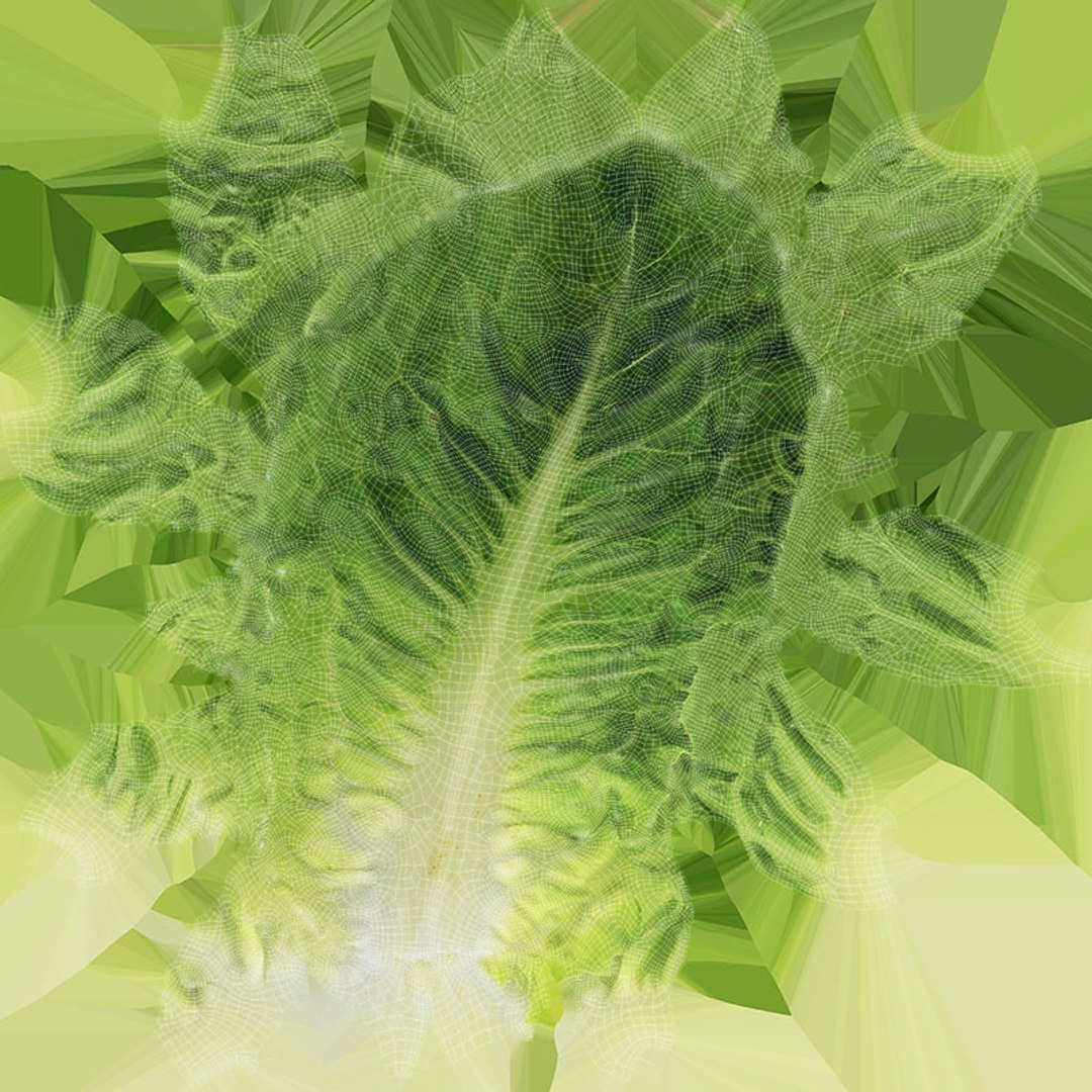 3D model Romaine Lettuce Leaf 02 https://p.turbosquid.com/ts-thumb/zL/FVqus1/nj/romainelettuceleaf2_d0004/jpg/1744914720/1920x1080/fit_q87/a4e51c459d1df29b68988f3c84b7e4b957bd1ffe/romainelettuceleaf2_d0004.jpg