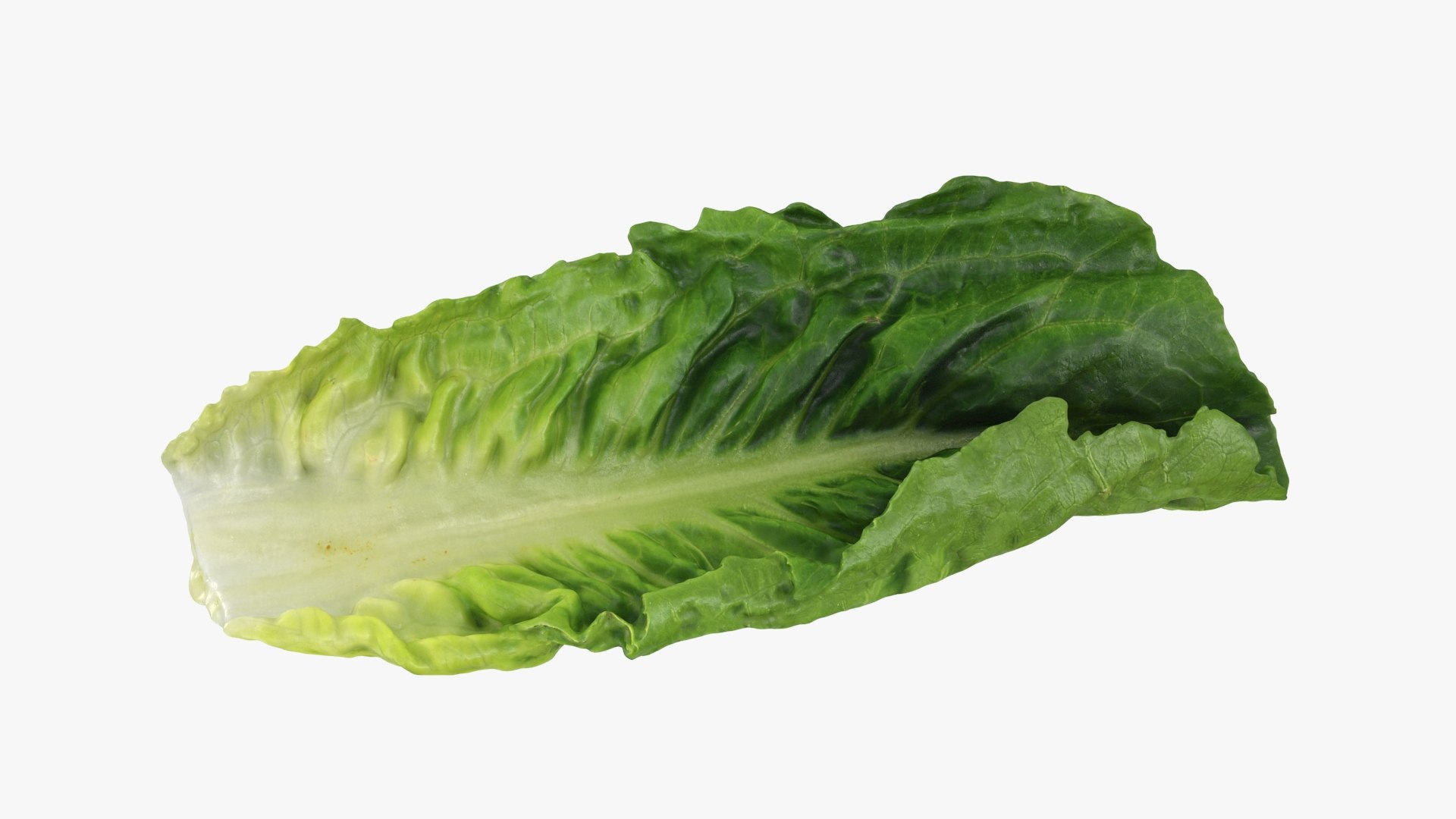 3D model Romaine Lettuce Leaf 02 https://p.turbosquid.com/ts-thumb/zL/FVqus1/sJ/romainelettuceleaf2_b0014/jpg/1744914717/1920x1080/fit_q87/6363f159cd50c52bbaabfcae67483e83362a394d/romainelettuceleaf2_b0014.jpg