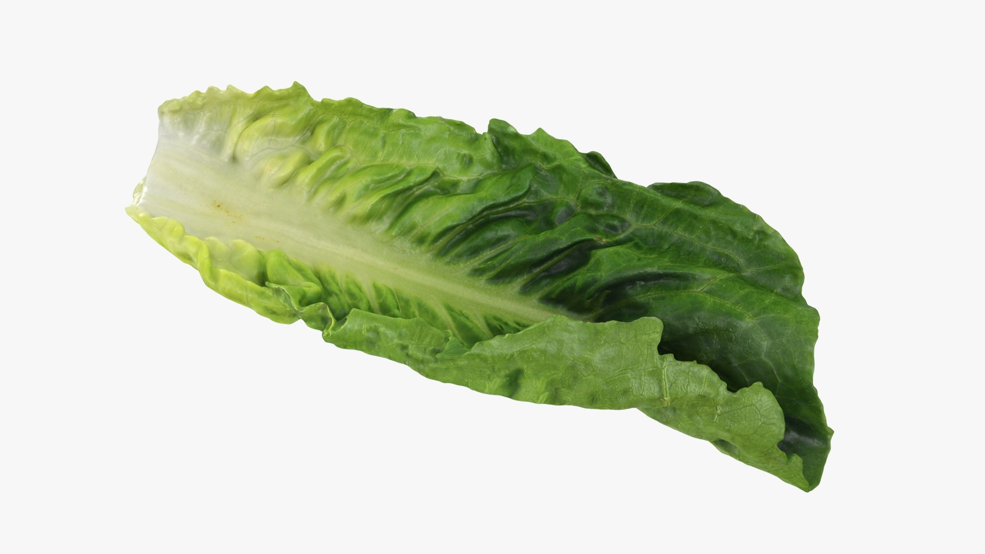 3D model Romaine Lettuce Leaf 02 https://p.turbosquid.com/ts-thumb/zL/FVqus1/sZ/romainelettuceleaf2_b0002/jpg/1744914713/1920x1080/fit_q87/07eae809001e55e8530b4a8fe02dd74b9ffa6789/romainelettuceleaf2_b0002.jpg